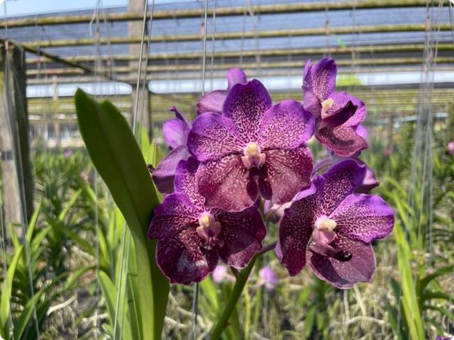 Schwerter orchids discount
